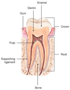 Why does a cracked tooth hurt?